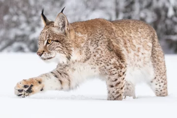 Foto op Aluminium Jonge Euraziatische lynx op sneeuw. Geweldig dier, vrij rennend op besneeuwde weide op koude dag. Mooie natuurlijke opname op originele en natuurlijke locatie. Leuke welp maar toch gevaarlijk en bedreigd roofdier. © janstria