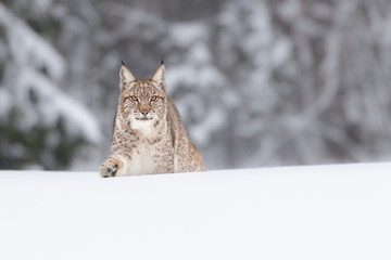 Young Eurasian lynx on snow. Amazing animal, running freely on snow covered meadow on cold day. Beautiful natural shot in original and natural location. Cute cub yet dangerous and endangered predator.