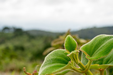 Detail of a nice little plant on top of the Pedra Grande in Atibaia, Sao Paulo, Brazil. In the back ground the amazing landscape