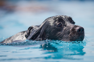 Obraz premium Black Spaniel Dog swims through clear blue water. Head shot.