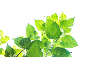 Mulberry green leaves on a white sky background.