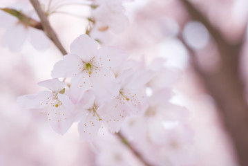 Fototapeta premium Cherry blossoms in full bloom - 満開の桜