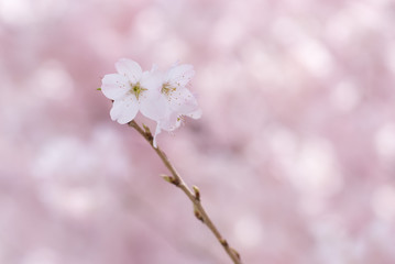 Cherry Tree Branch Destination - 桜の枝先
