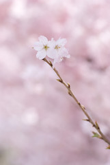 Obraz premium Cherry Tree Branch Destination - 桜の枝先