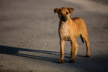 Obraz premium Brown homeless dog looking for food in the sunlight with shadow
