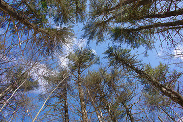 Looking at the sky through the pines