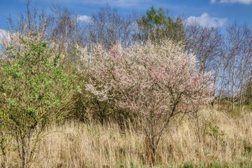 spring landscape with bushes and trees, blooming bush