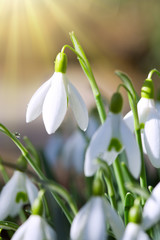 Fototapeta premium Snowdrops on bokeh background in sunny spring garden under sunbeams.