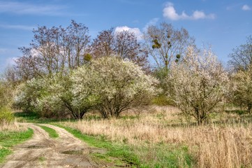 Fototapeta premium dirt road, tree with mistletoe, spring landscape with bushes and trees