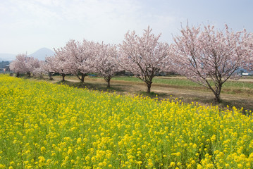 Cherry blossom trees and rape blossoms - 桜並木と菜の花