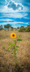 Fototapeta premium Sunflower in a Field