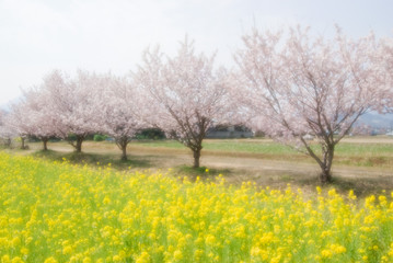 Fototapeta na wymiar Cherry blossom trees and rape blossoms - 桜並木と菜の花