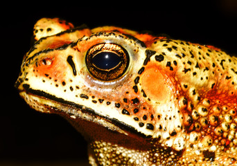 Frog animal looking from lovely eyes	