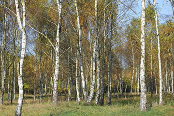 Obraz premium Birch grove in autumn