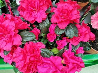 Bright pink azalea flowers with dark green leaves with selective focus. Red azaleas flower in the pot. Home gardening. Flower pot with beautiful blossom azalea bush. Spring blooming 