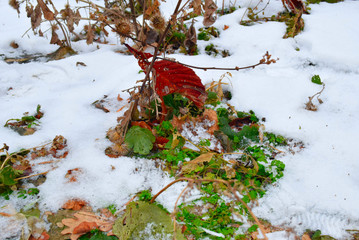 red flowers in snow