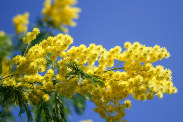 Mimosa branch in bloom, beautiful spring yellow flower with blue sky on background, International Women's Day