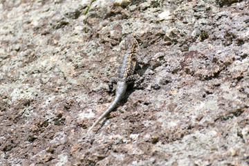 A big lizard on a rock in Pedra Grande Park in Atibaia, Sao Paulo, Brazil