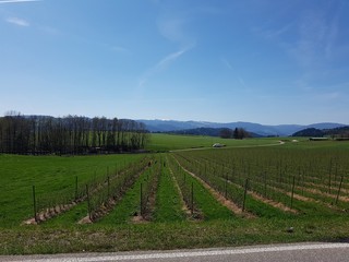 france vinyards spring