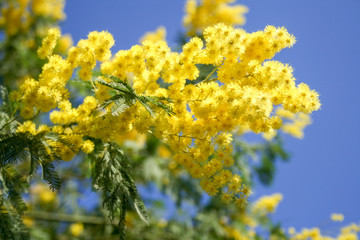 Mimosa branch in bloom, beautiful spring yellow flower with blue sky on background, International Women's Day