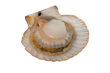 studio image of a zamburiña