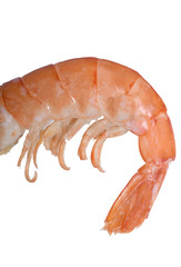 studio image of a shrimp