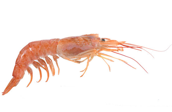 studio image of a shrimp