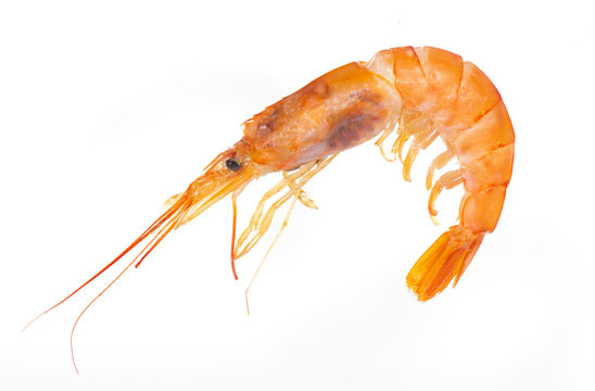 studio image of a shrimp