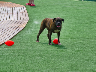 Boxer Dog Playing