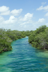 mangroves at mayan riviera