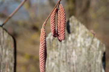 Dry catkins of birch tree in close-up