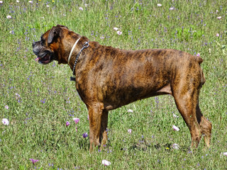Boxer Dog Stance