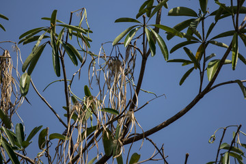 Brown Pods of  Blackboard Tree