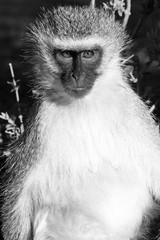 Vevet Monkey Affe Portrait