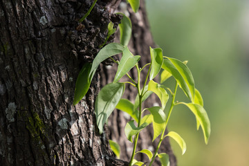 Leaf of Cinnamomum camphora tree