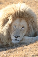 Fototapeta na wymiar Weißer Löwe im Portrait
