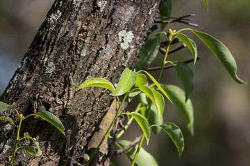 Leaf of Cinnamomum camphora tree