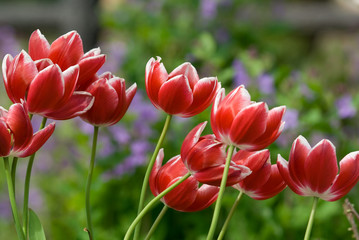 Red Tulip - 赤いチューリップ