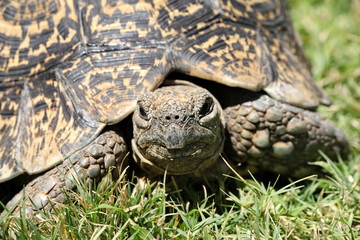 Leopard Berg Schildkröte