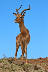 Impala Bock Portrait