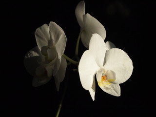 white orchid on black background