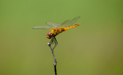 Dragonfly sitting on a stick