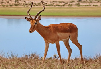 Impala Bock