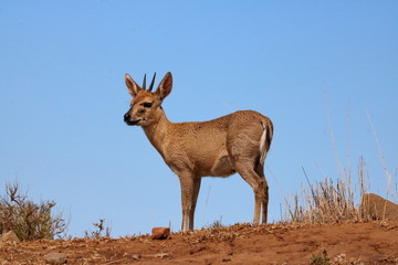 Grau Duiker Männchen