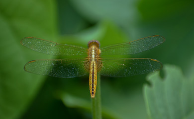 Dragonfly sitting on a stick