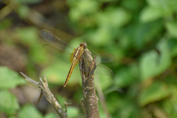 Dragonfly sitting on a stick