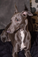 Luna the Whippet, 5 months Old