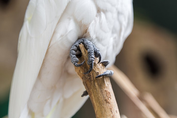 Paws of a parrot