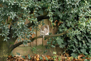 squirrel in the forest