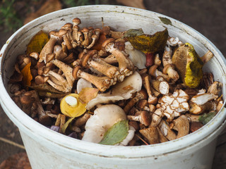 A bucket of forest mushrooms